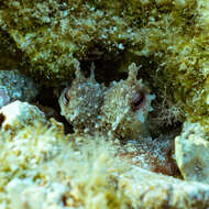 Image of rubble octopus