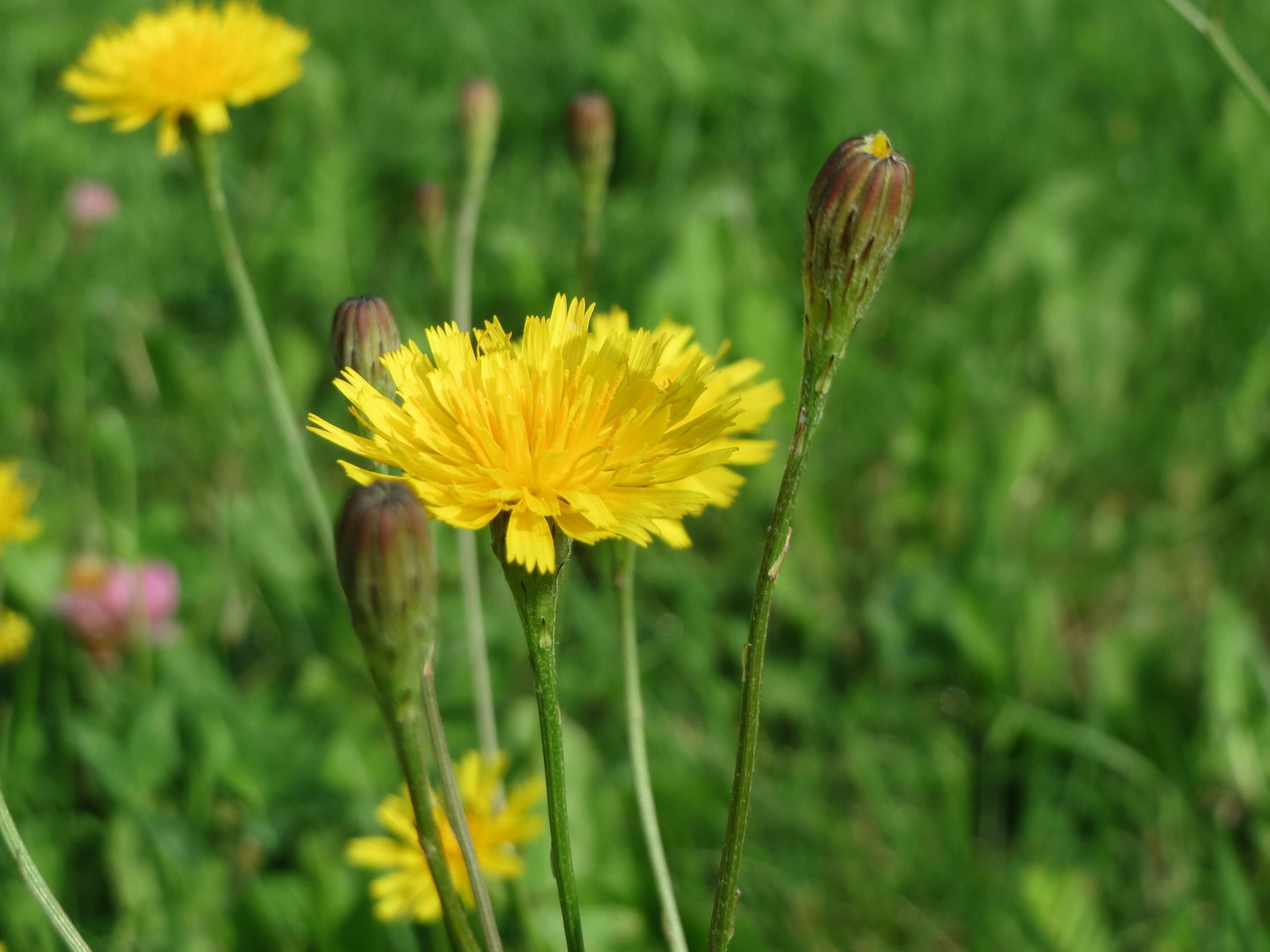 Image of fall dandelion