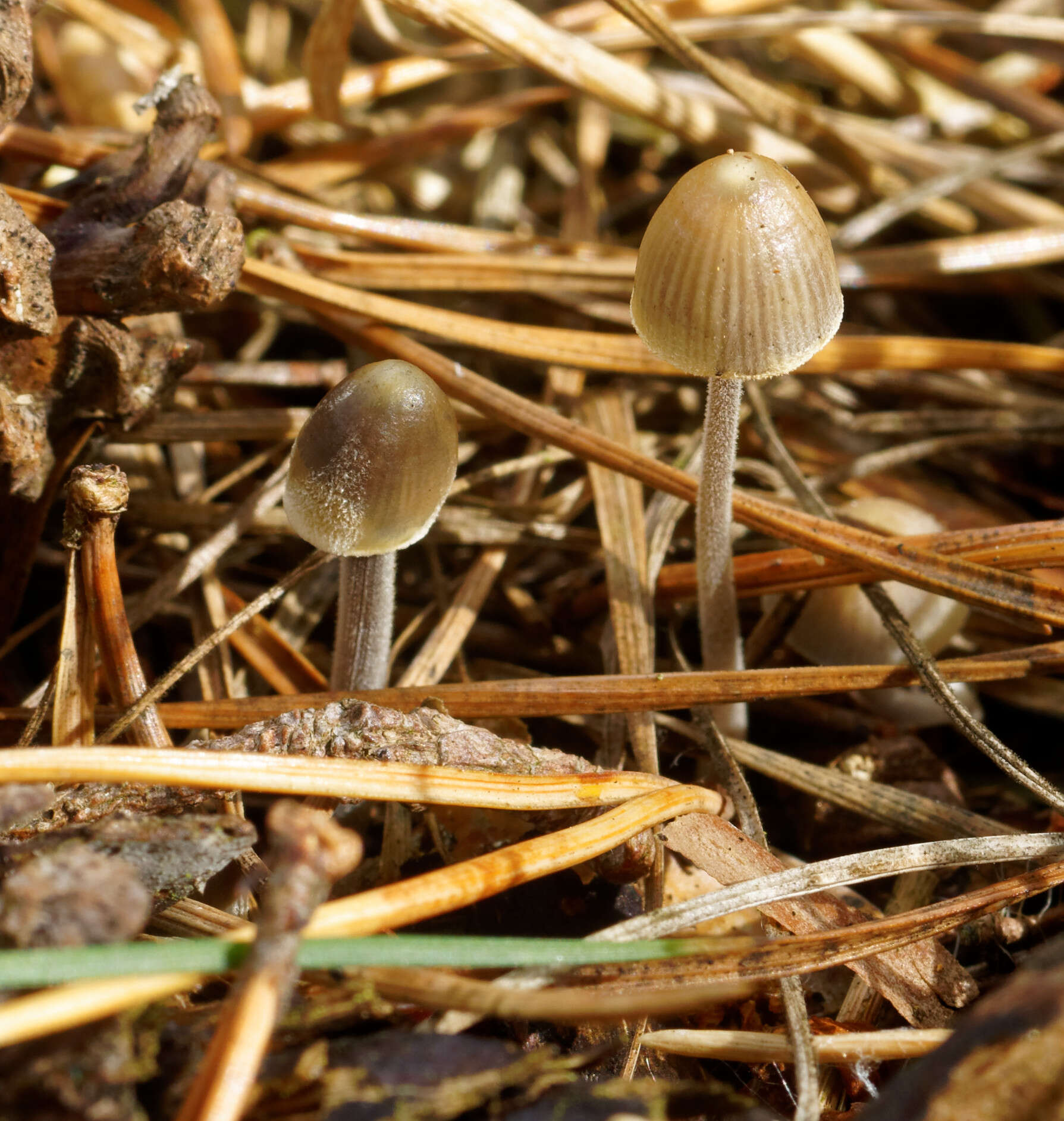 Imagem de Mycena amicta (Fr.) Quél. 1872