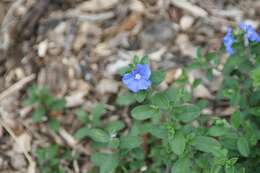 Image of Brazilian dwarf morning-glory