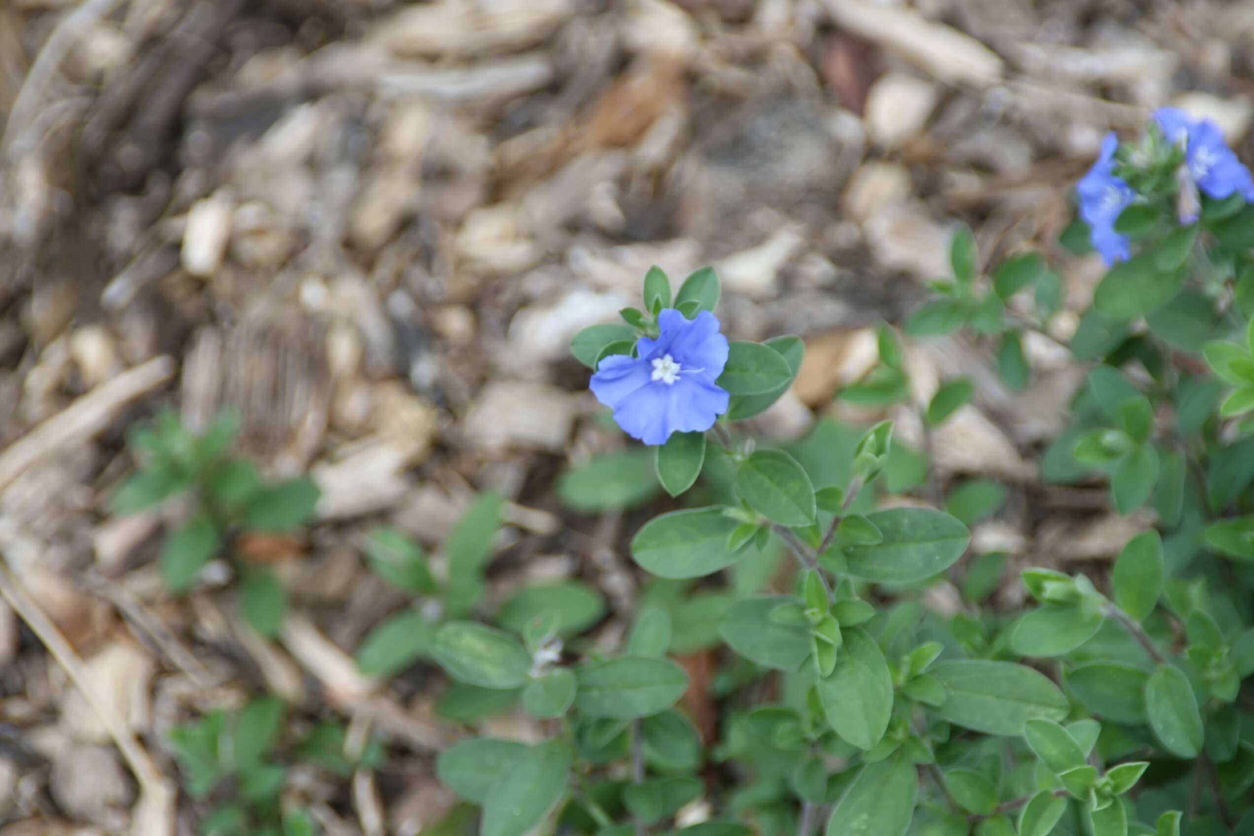 Image of Brazilian dwarf morning-glory