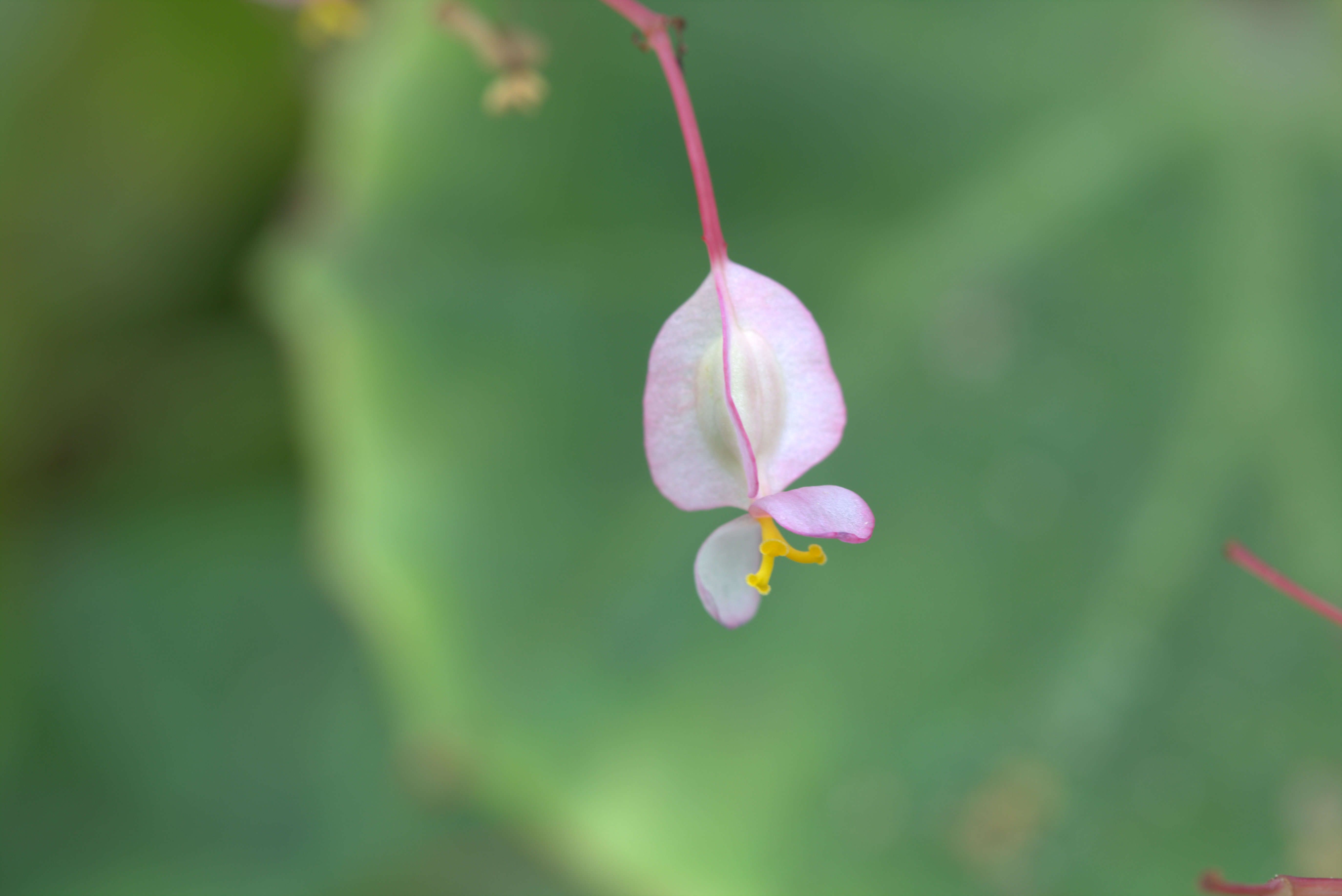 Слика од Begonia manicata Brongn.