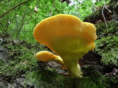 Image of Bracket Fungus