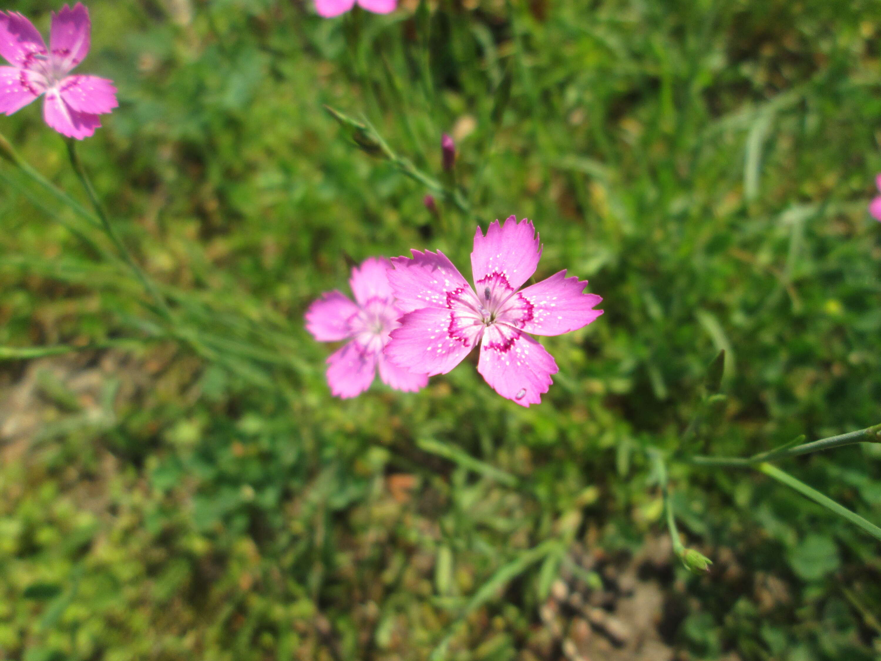 Image of maiden pink