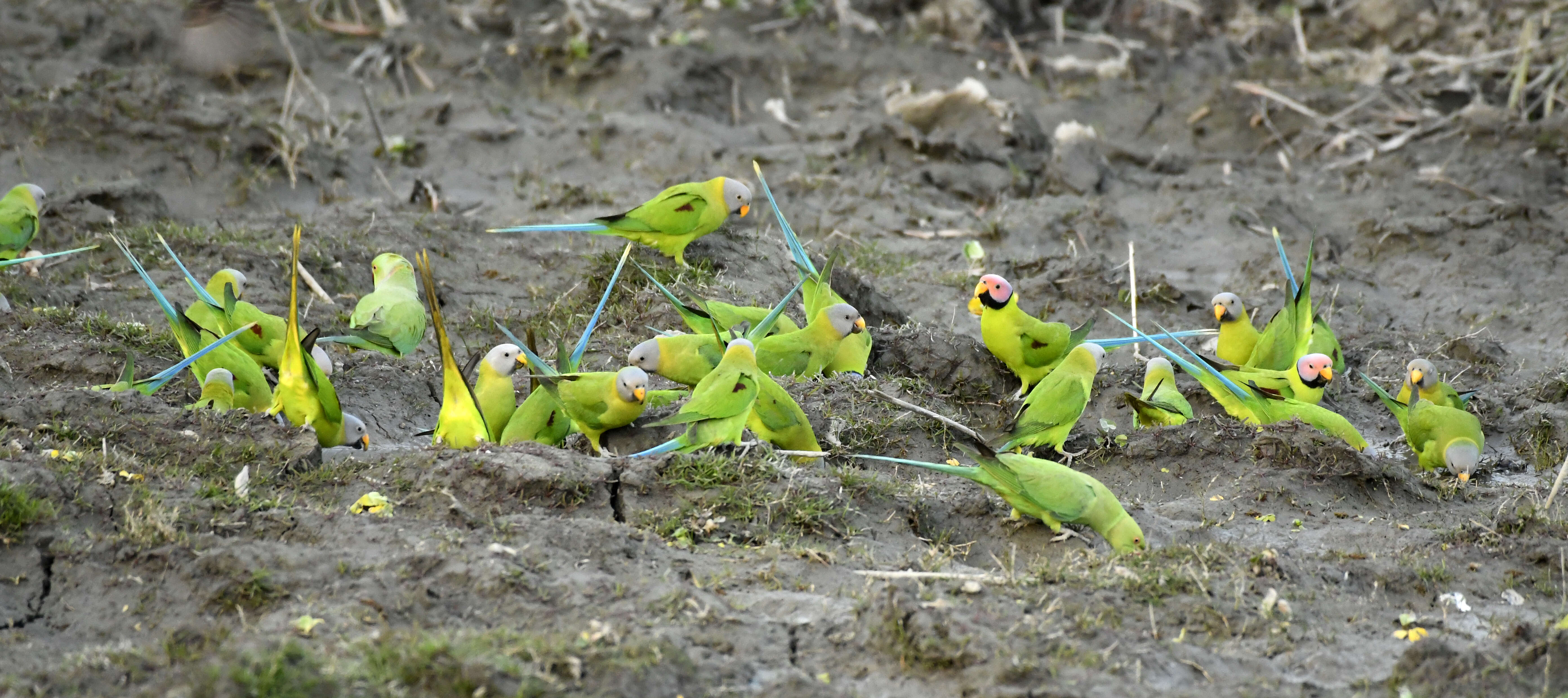 Image of Blossom-headed Parakeet