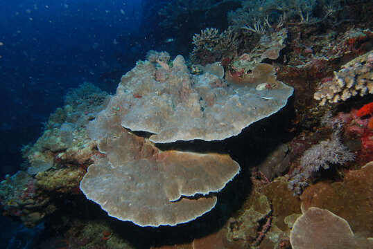 Image of montipora corals