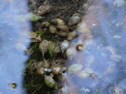 Image of Great Pond Snail