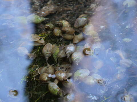 Image of Great Pond Snail