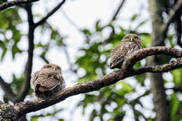 Image of Asian Barred Owlet