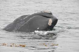 Image of North Pacific Right Whale