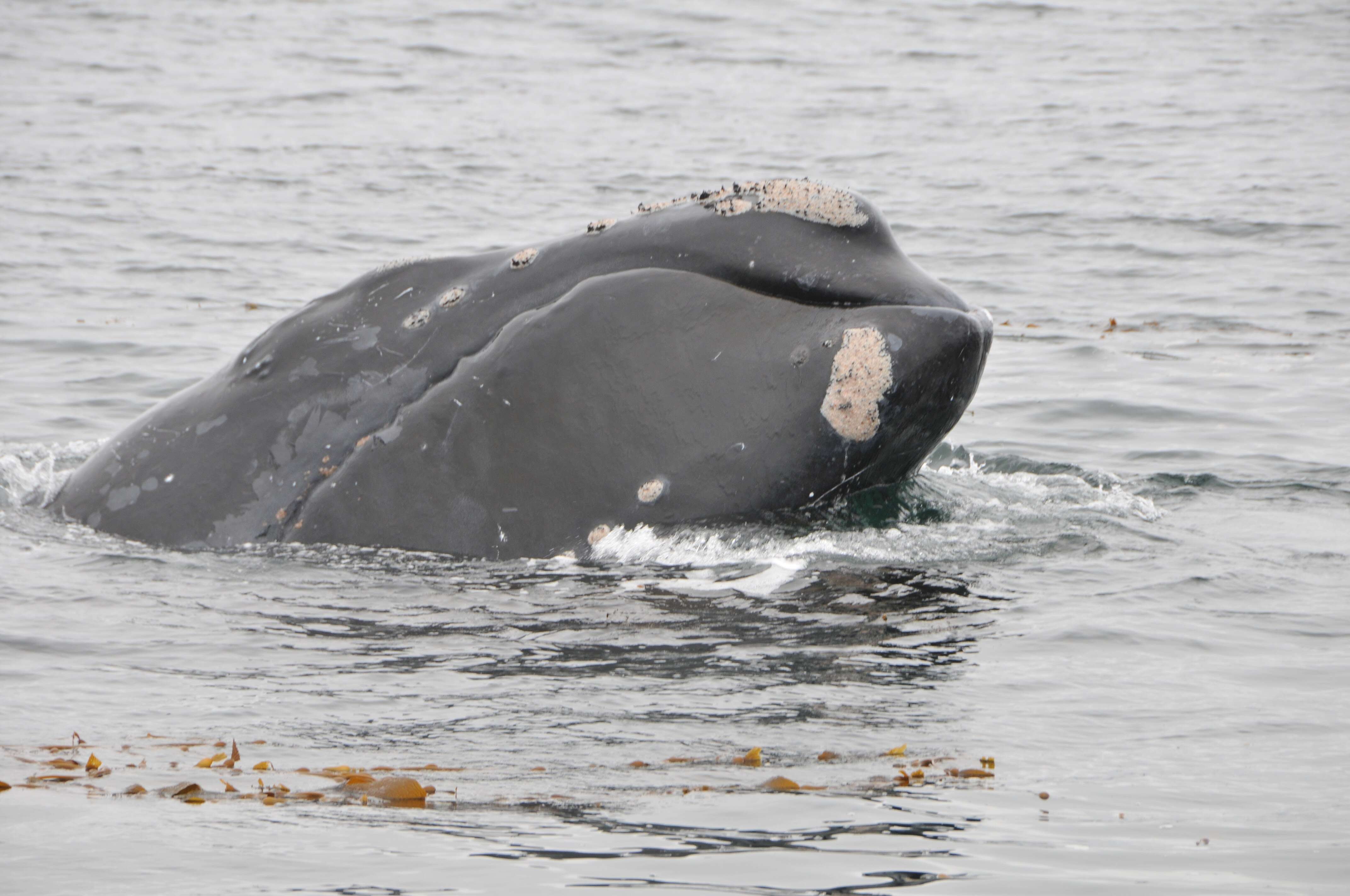Image of North Pacific Right Whale