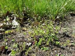 Image of Round-leaved Bedstraw