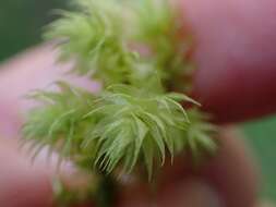 Image of Electrified Cat's Tail Moss