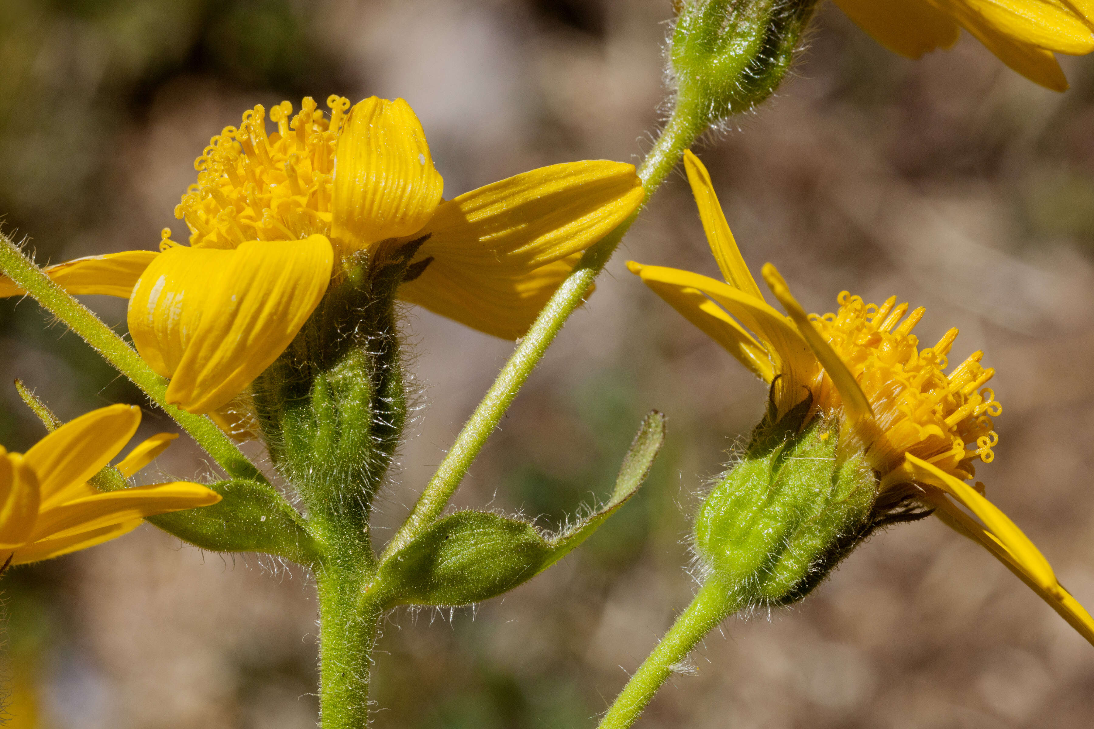 Image of hairy arnica