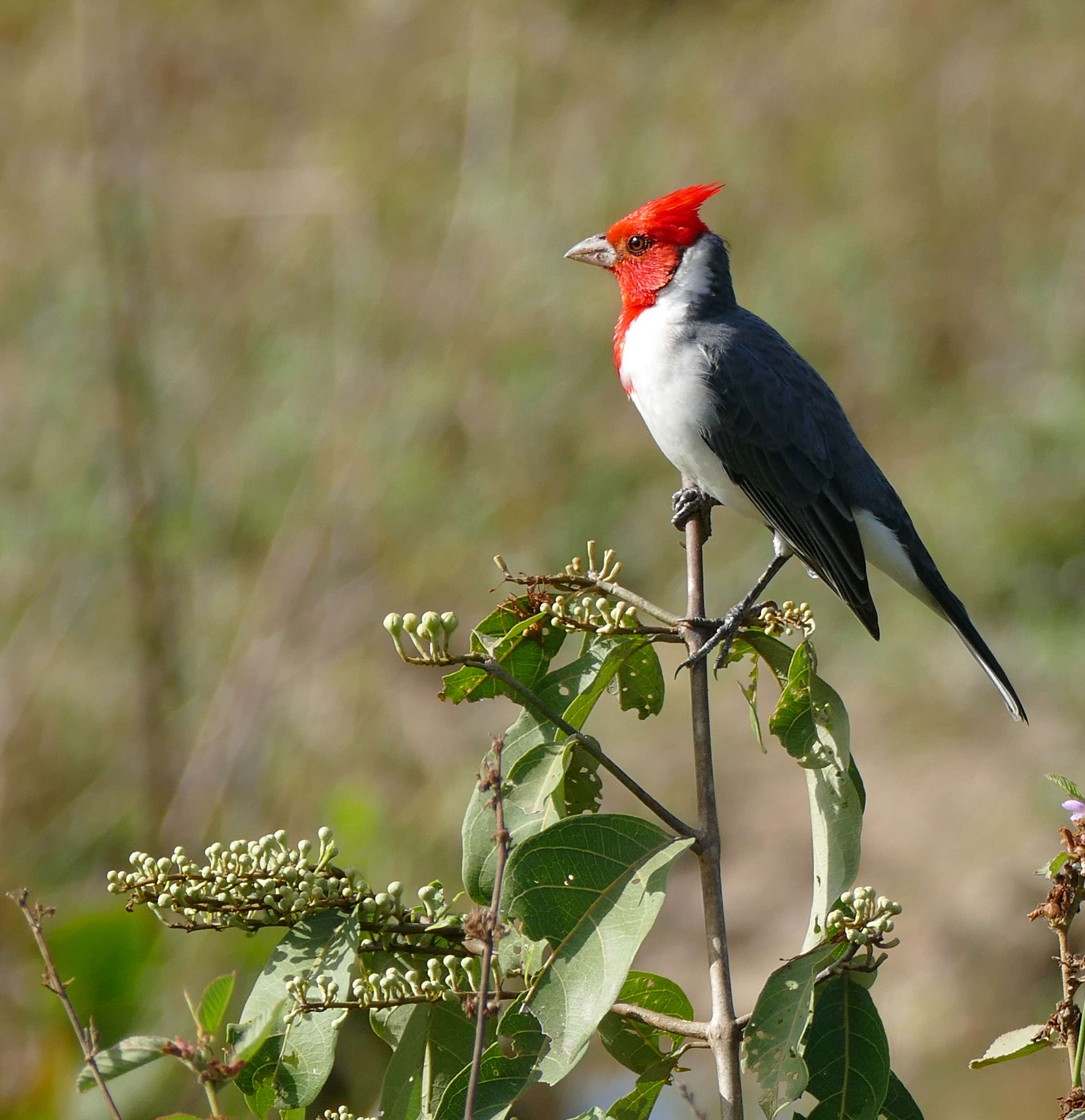 Image of Red-crested Cardinal