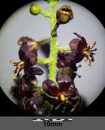 Image of black false hellebore