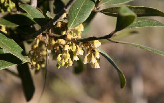 Sivun Euclea natalensis A. DC. kuva