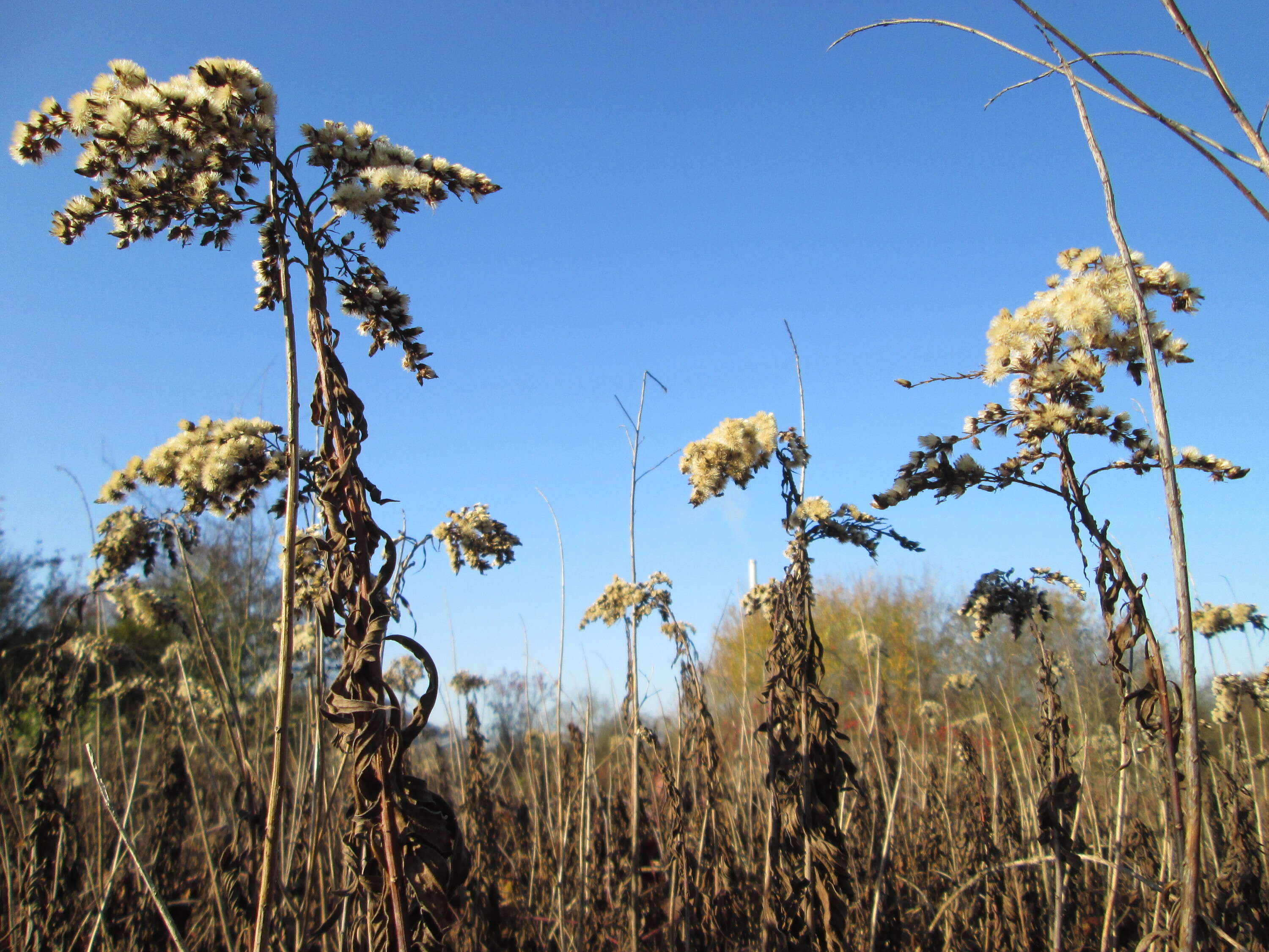 Imagem de Solidago gigantea Ait.