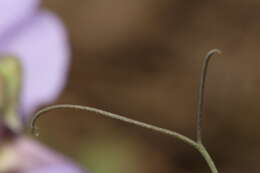 Image of fewflower pea