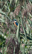 Image of Common Kingfisher