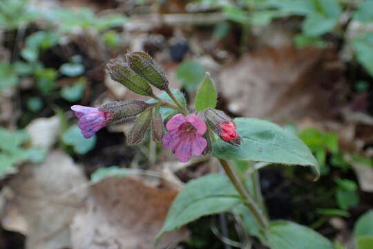 Plancia ëd Pulmonaria obscura Dumort.