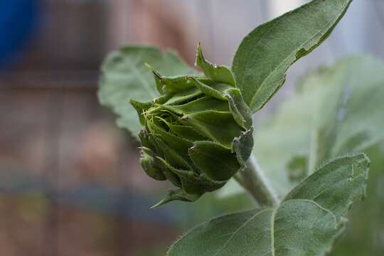 Image of common sunflower