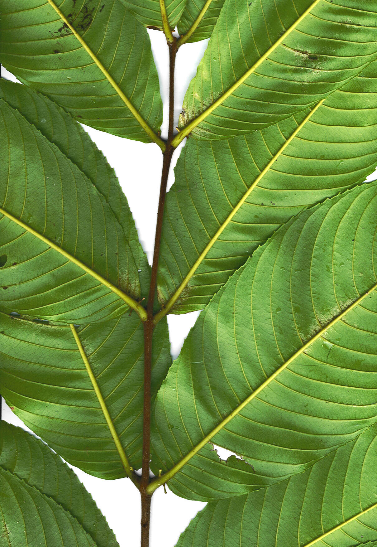 Sivun Terminalia myriocarpa Van Heurck & Müll. Arg. kuva