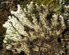 Image of felt lichen