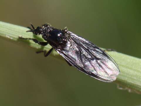 Image of Dilophus febrilis (Linnaeus 1758)