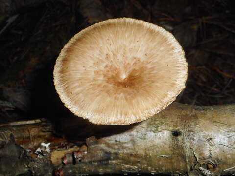 Image of Polyporus tuberaster (Jacq. ex Pers.) Fr. 1821