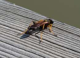 Image of mud daubers