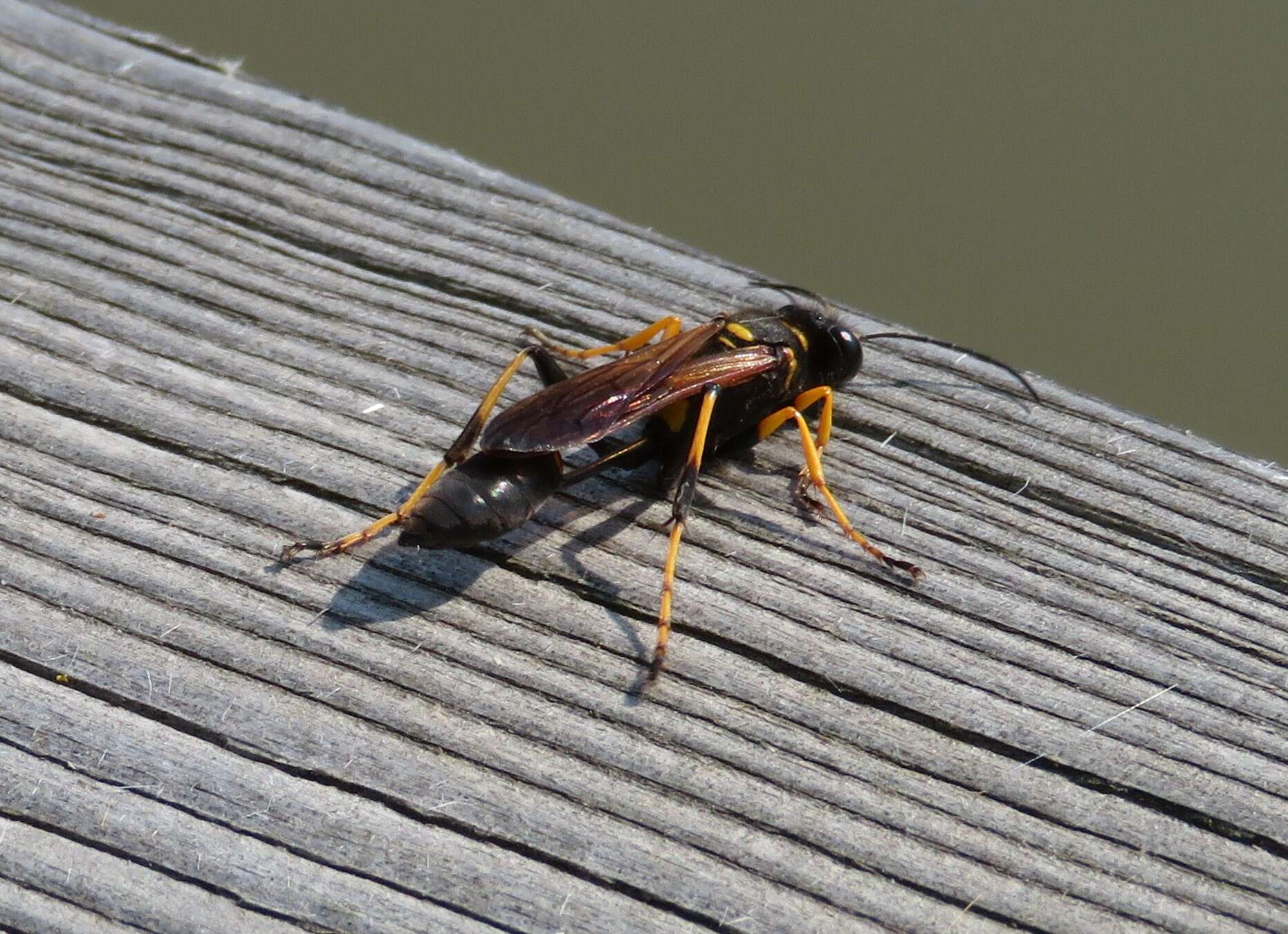 Image of mud daubers