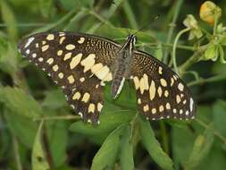 Plancia ëd Papilio demoleus Linnaeus 1758