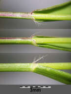 Image of Indian lovegrass