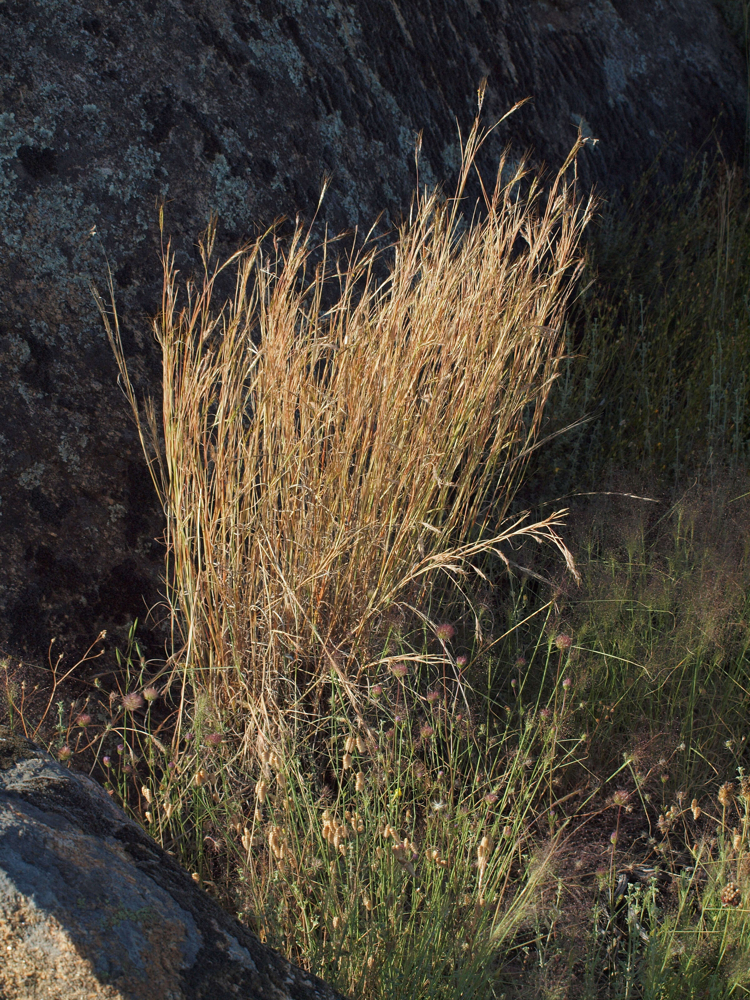 Image of thatching grass