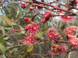 Image of Eucalyptus cernua Brooker & Hopper