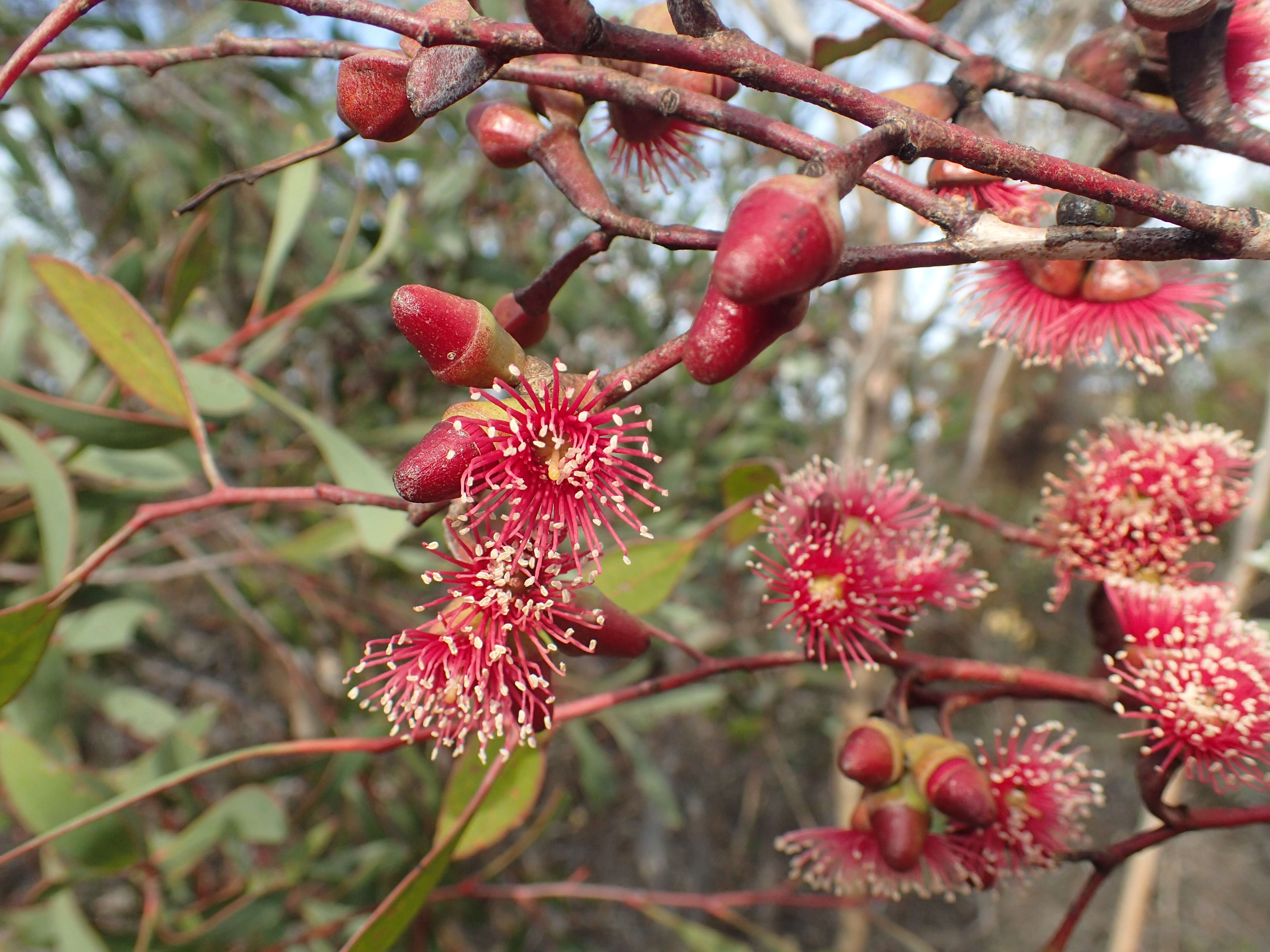 Image of Eucalyptus cernua Brooker & Hopper