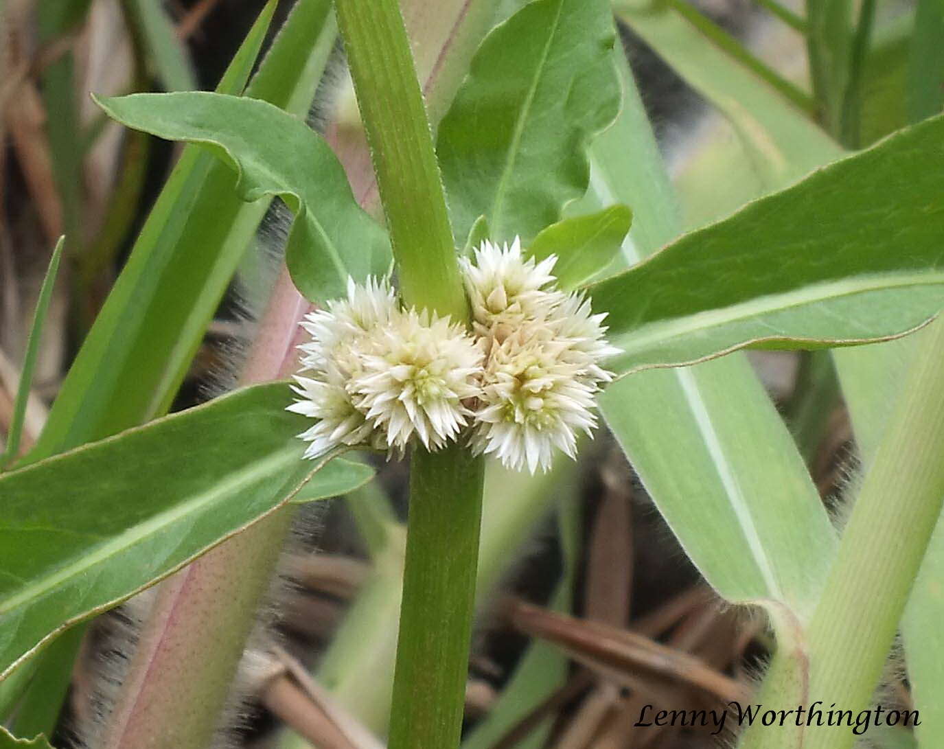 Image of sessile joyweed