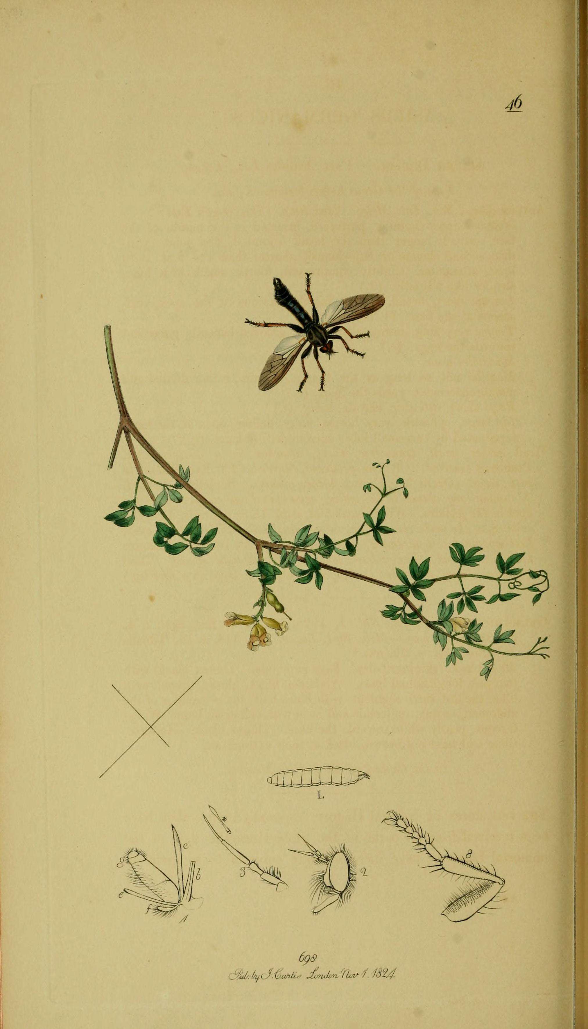 Image of Pamponerus germanicus (Linnaeus 1758)