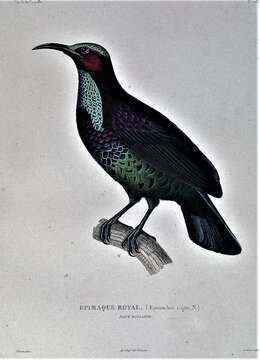 Image of Paradise Riflebird