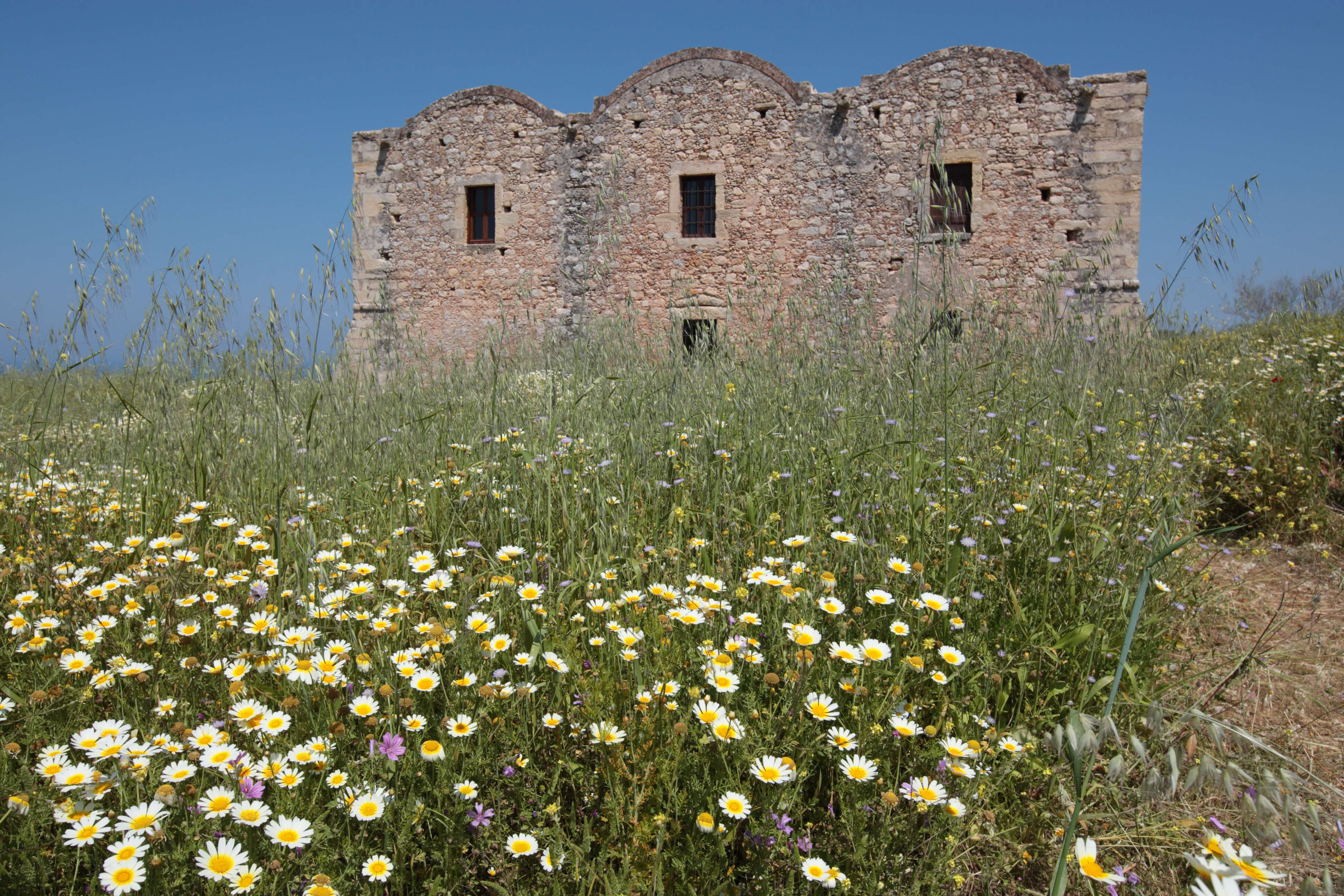 Image of Crown daisy