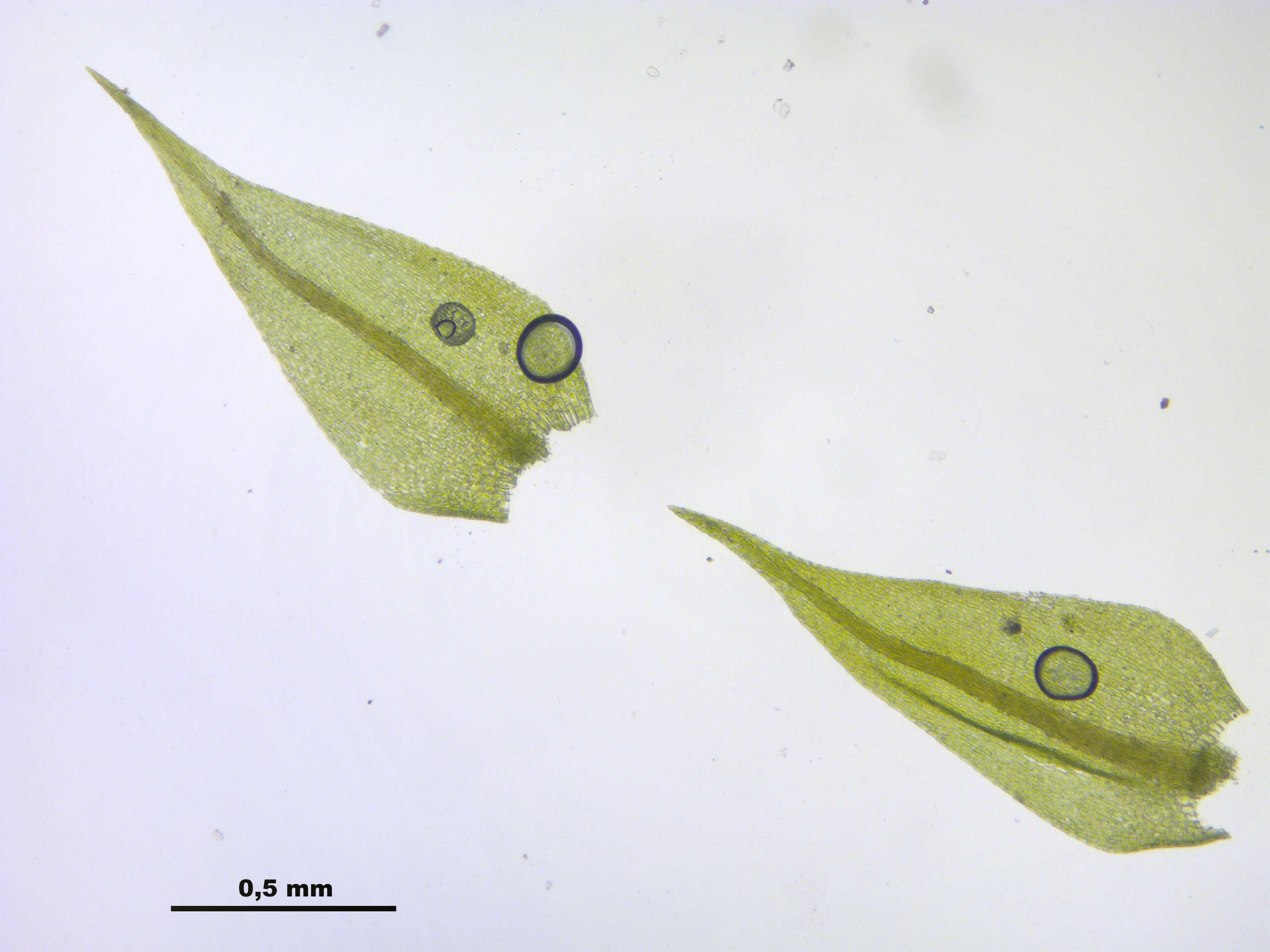 Image of hygroamblystegium moss