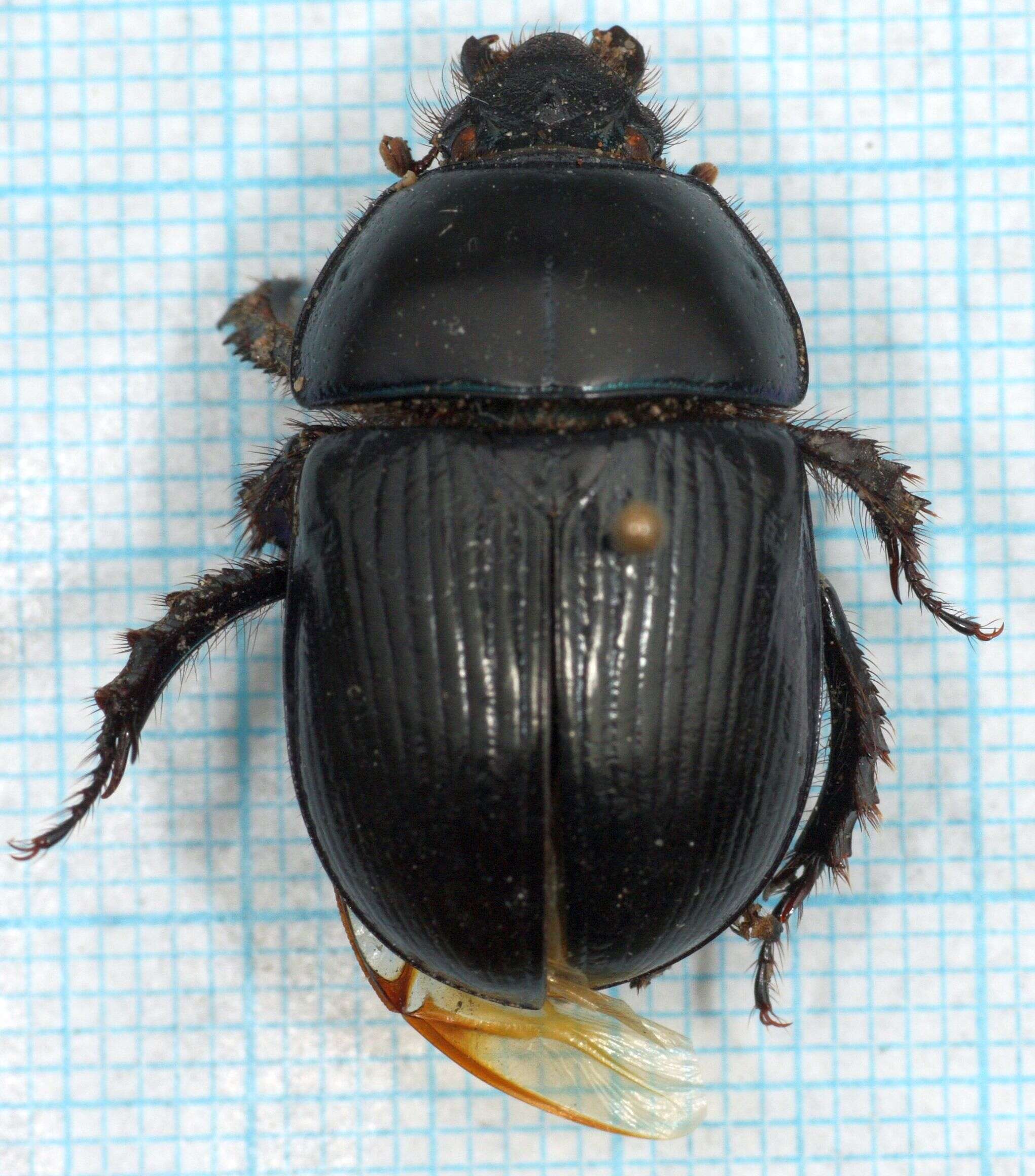 Слика од Geotrupes stercorarius (Linnaeus 1758)