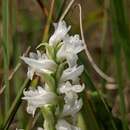 Image of Spiranthes incurva