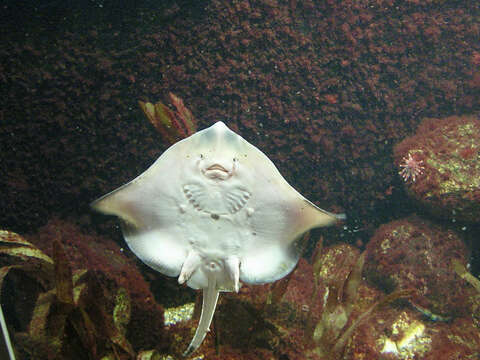 Image of Thornback skate