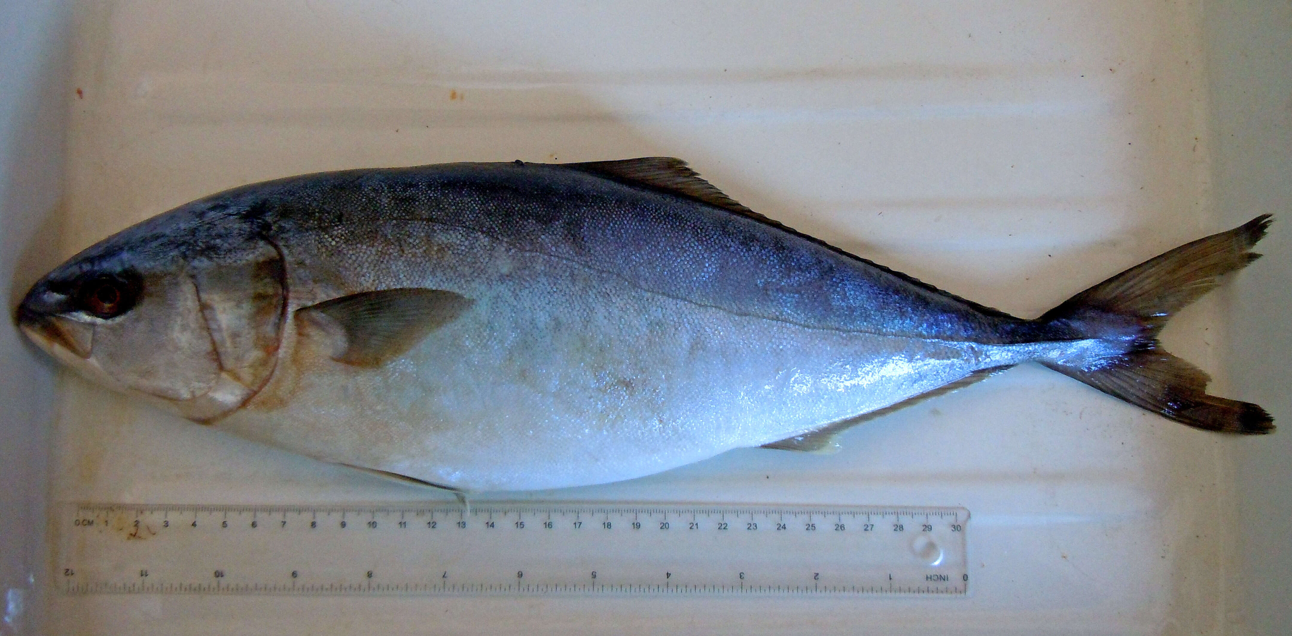 Image of Allied Kingfish