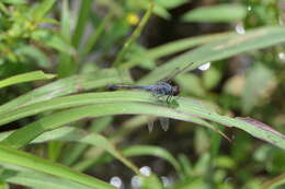 Image of Blue Chaser