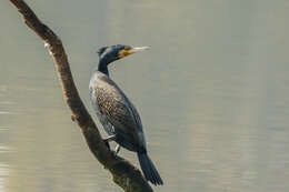 Image of Black Shag