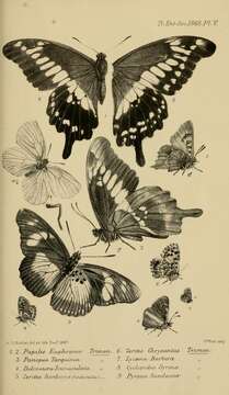 Image of Papilio euphranor Trimen 1868