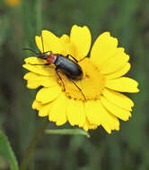 Image of Heliotaurus ruficollis